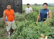 A Quick Reference Guide: Healthcare Access for Latino Migrant Farm Workers in Franklin County, Vermont